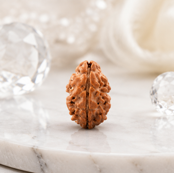 2 Mukhi Rudraksha (Nepali)- Big size with X-ray report