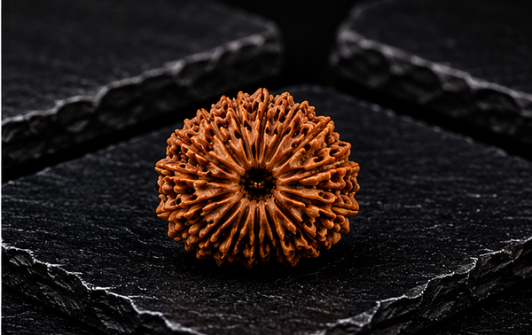 17 Mukhi Rudraksha (Nepali)- Big size with X-ray report