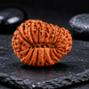21 Mukhi Rudraksha (Nepali)- Big size with X-ray report