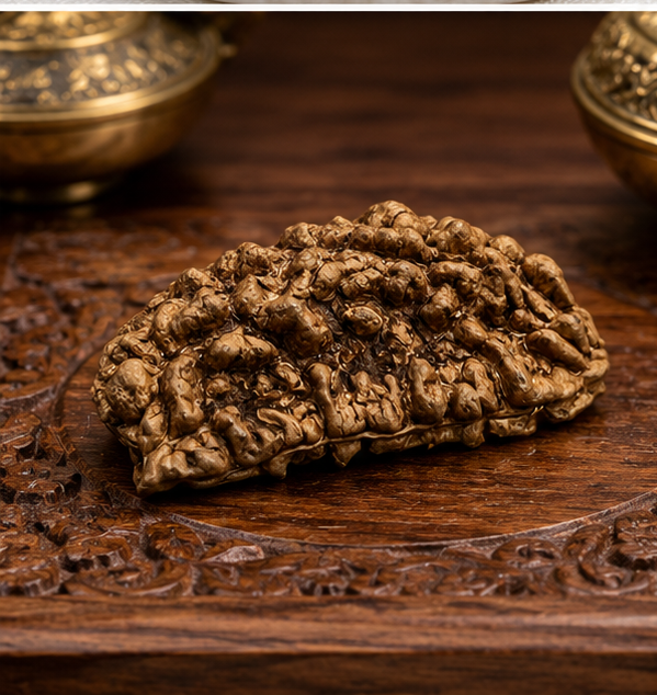 1 Mukhi Rudraksha (Nepali)- Big size with X-ray report