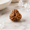 3 Mukhi Rudraksha (Nepali)- Big size with X-ray report