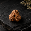 3 Mukhi Rudraksha (Nepali)- Big size with X-ray report