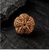5 Mukhi Rudraksha (Nepali)- Big size with X-ray report