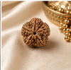 5 Mukhi Rudraksha (Nepali)- Big size with X-ray report