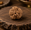 5 Mukhi Rudraksha (Nepali)- Big size with X-ray report