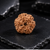 6 Mukhi Rudraksha (Nepali)- Big size with X-ray report