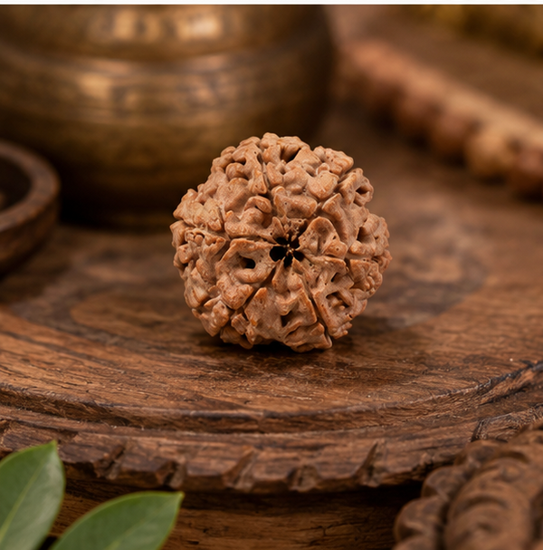 6 Mukhi Rudraksha (Nepali)- Big size with X-ray report