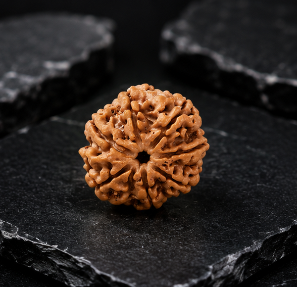 7 Mukhi Rudraksha (Nepali)- Big size with X-ray report