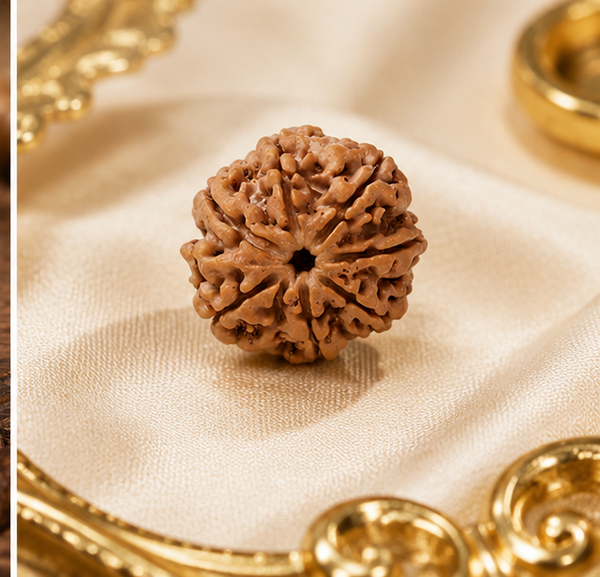 7 Mukhi Rudraksha (Nepali)- Big size with X-ray report