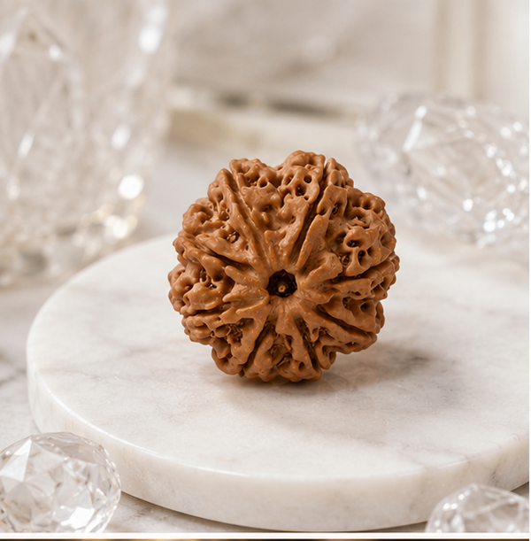 8 Mukhi Rudraksha (Nepali)- Big size with X-ray report
