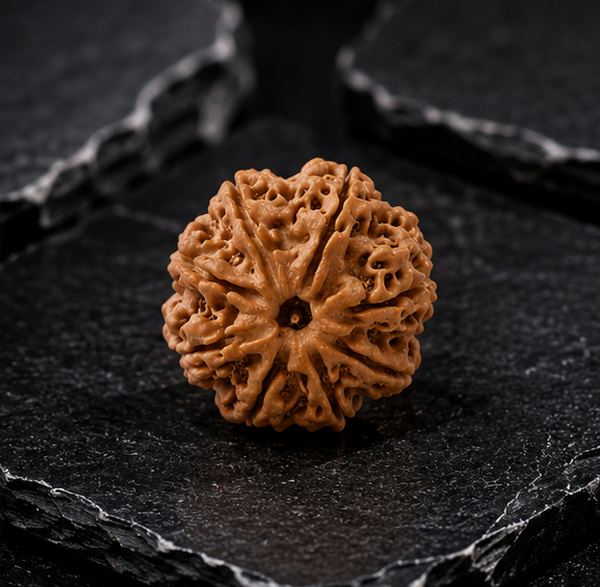 8 Mukhi Rudraksha (Nepali)- Big size with X-ray report