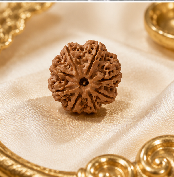 8 Mukhi Rudraksha (Nepali)- Big size with X-ray report