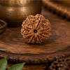 8 Mukhi Rudraksha (Nepali)- Big size with X-ray report