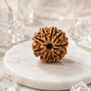 9 Mukhi Rudraksha (Nepali)- Big size with X-ray report
