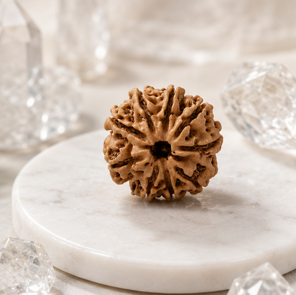 9 Mukhi Rudraksha (Nepali)- Big size with X-ray report