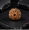 9 Mukhi Rudraksha (Nepali)- Big size with X-ray report