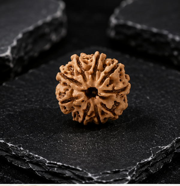 9 Mukhi Rudraksha (Nepali)- Big size with X-ray report