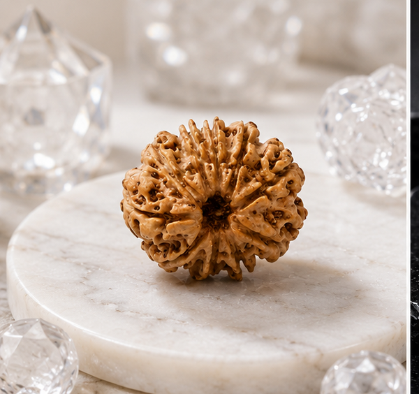 10 Mukhi Rudraksha (Nepali)- Big size with X-ray report