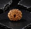 10 Mukhi Rudraksha (Nepali)- Big size with X-ray report