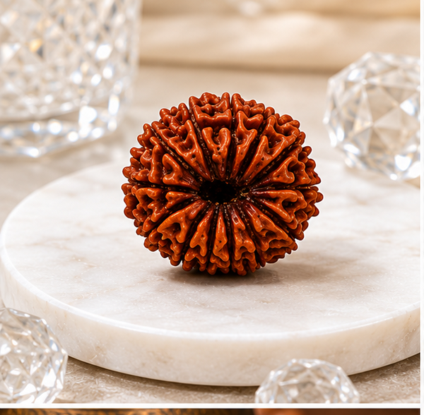 13 Mukhi Rudraksha (Nepali)- Big size with X-ray report