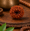 13 Mukhi Rudraksha (Nepali)- Big size with X-ray report