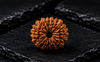 14 Mukhi Rudraksha (Nepali)- Big size with X-ray report