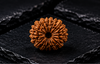 15 Mukhi Rudraksha (Nepali)- Big size with X-ray report