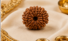 15 Mukhi Rudraksha (Nepali)- Big size with X-ray report