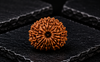 16 Mukhi Rudraksha (Nepali)- Big size with X-ray report