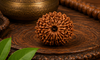 16 Mukhi Rudraksha (Nepali)- Big size with X-ray report