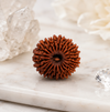 18 Mukhi Rudraksha (Nepali)- Big size with X-ray report