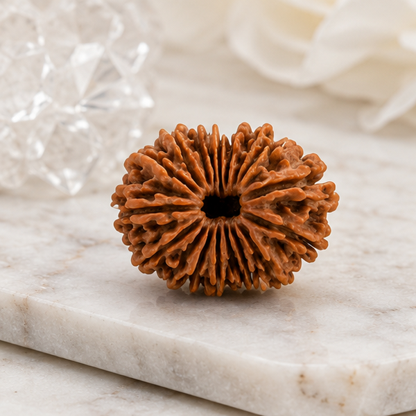 19 Mukhi Rudraksha (Nepali)- Big size with X-ray report