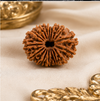 19 Mukhi Rudraksha (Nepali)- Big size with X-ray report