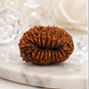 20 Mukhi Rudraksha (Nepali)- Big size with X-ray report