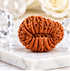 21 Mukhi Rudraksha (Nepali)- Big size with X-ray report