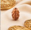 2 Mukhi Rudraksha (Nepali)- Big size with X-ray report