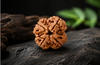 4 Mukhi Rudraksha (Nepali)- Big size with X-ray report