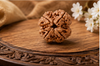 4 Mukhi Rudraksha (Nepali)- Big size with X-ray report