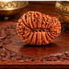 21 Mukhi Rudraksha (Nepali)- Big size with X-ray report