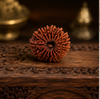 18 Mukhi Rudraksha (Nepali)- Big size with X-ray report