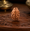 2 Mukhi Rudraksha (Nepali)- Big size with X-ray report