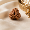 3 Mukhi Rudraksha (Nepali)- Big size with X-ray report