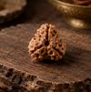 3 Mukhi Rudraksha (Nepali)- Big size with X-ray report