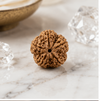 5 Mukhi Rudraksha (Nepali)- Big size with X-ray report