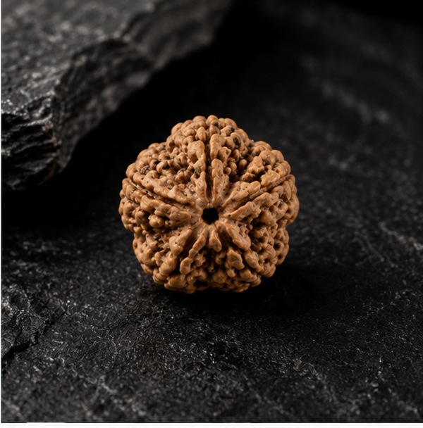 5 Mukhi Rudraksha (Nepali)- Big size with X-ray report