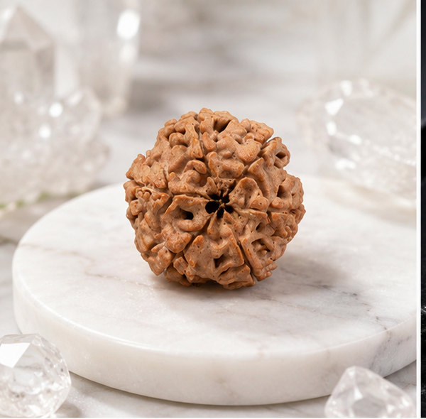 6 Mukhi Rudraksha (Nepali)- Big size with X-ray report