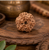 6 Mukhi Rudraksha (Nepali)- Big size with X-ray report