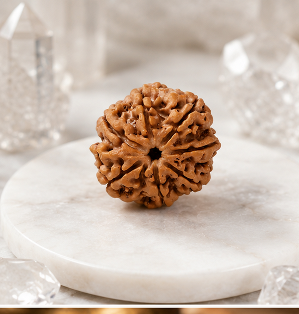 7 Mukhi Rudraksha (Nepali)- Big size with X-ray report