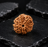 7 Mukhi Rudraksha (Nepali)- Big size with X-ray report