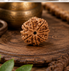 7 Mukhi Rudraksha (Nepali)- Big size with X-ray report